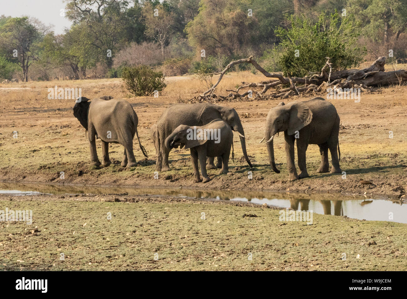 Una mandria di bush Africano elefanti. Fotografato presso il lago Kariba, Zimbabwe Foto Stock