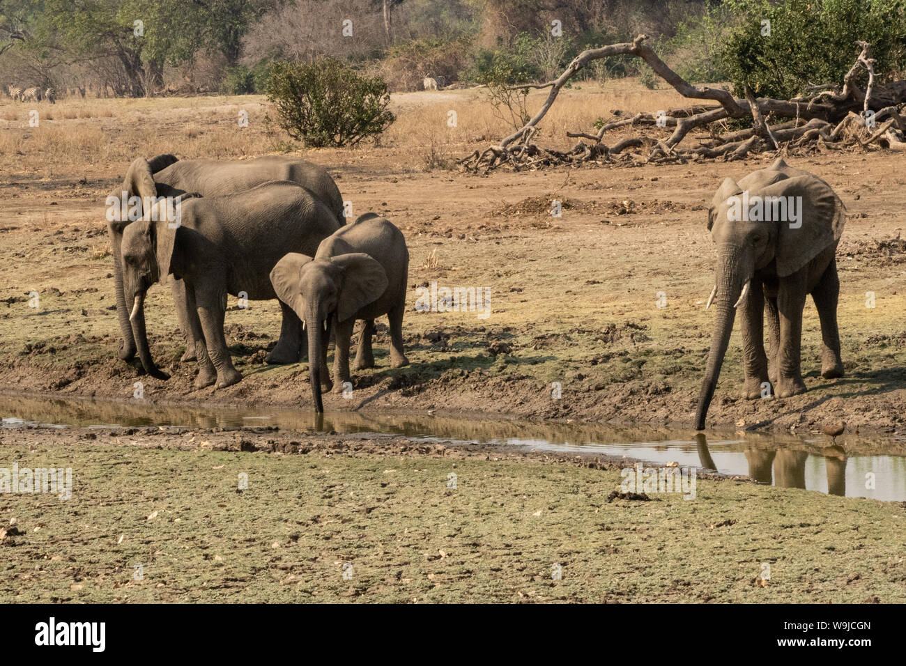 Una mandria di bush Africano elefanti. Fotografato presso il lago Kariba, Zimbabwe Foto Stock