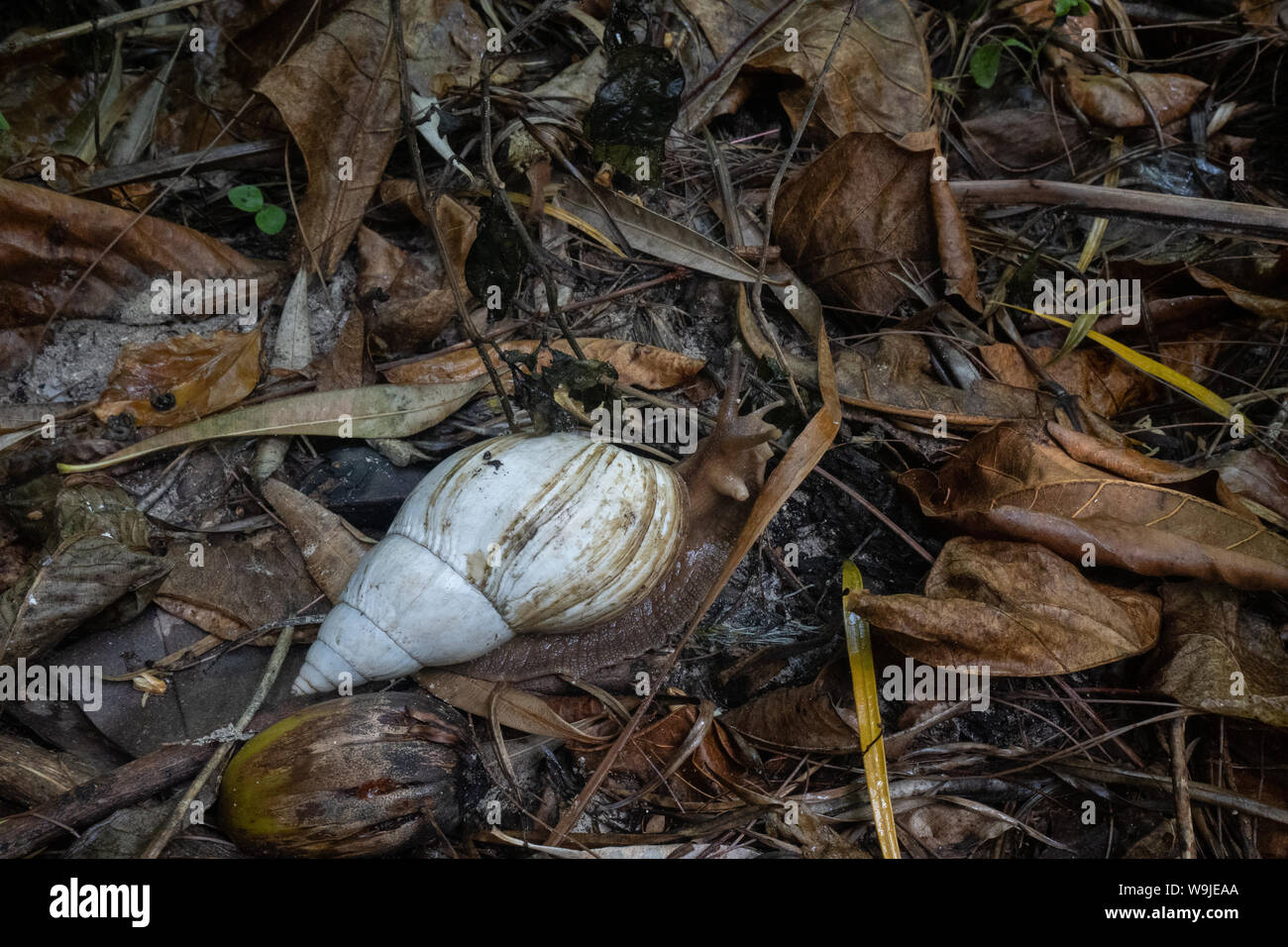 Giant terra africana (lumaca Achatina fulica) AKA gigante africano lumaca o gigante lumaca africana è una specie di grande lumaca di terra che appartiene in famiglia Foto Stock