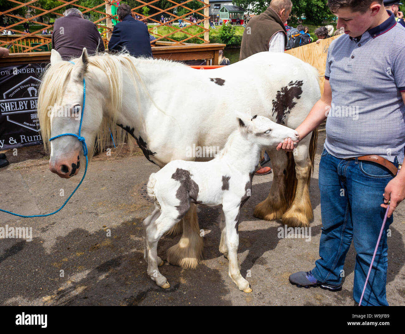 Appleby-in-Westmoreland in Cumbria, Inghilterra. Il Appleby Horse Fair, un incontro annuale di zingari e nomadi e i loro cavalli. Un giovane ragazzo in mostra Foto Stock
