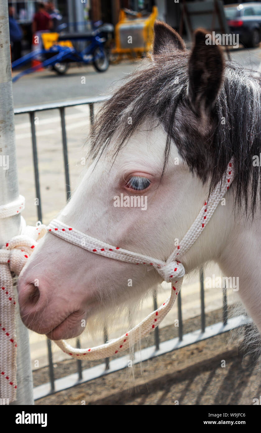 Appleby-in-Westmoreland in Cumbria, Inghilterra. Il Appleby Horse Fair, un incontro annuale di zingari e nomadi e i loro cavalli. Un albino pony. Foto Stock