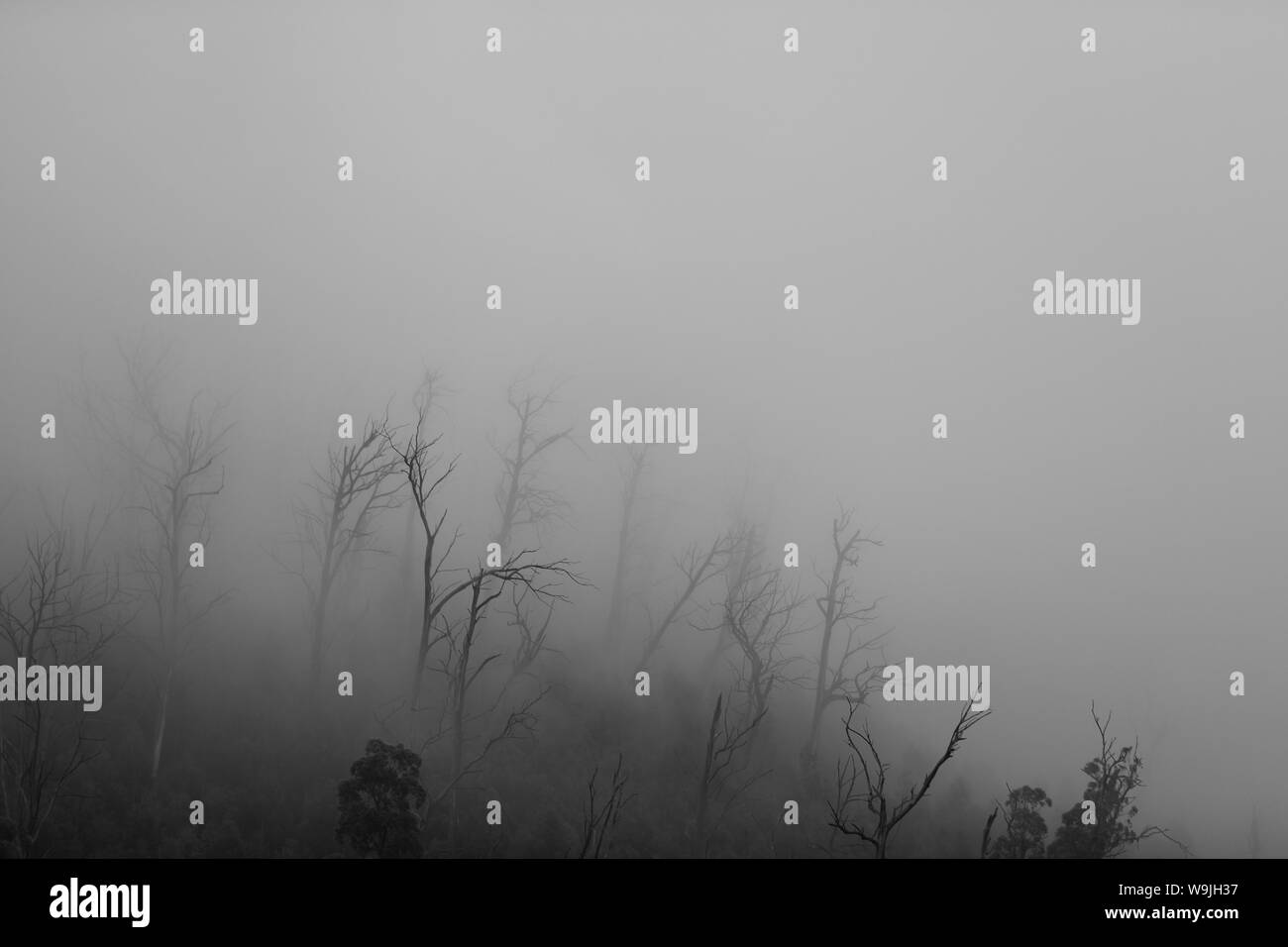 Foresta pluviale in Australia con la nebbia Foto Stock