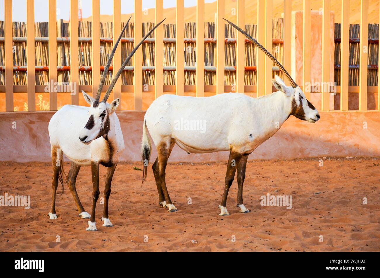 Una coppia di Oryx in piedi in una fattoria nel deserto, in Oman deserto. Foto Stock