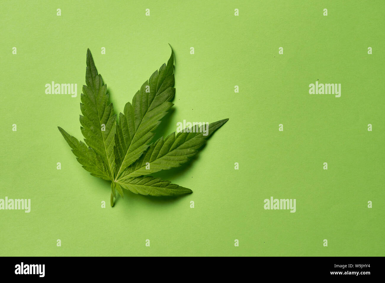 Fresche foglie di marijuana su sfondo verde Foto Stock