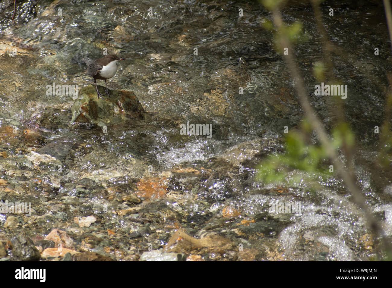 White throated dipper permanente sulla pietra nel centro del fiume e alla ricerca di cibo Foto Stock