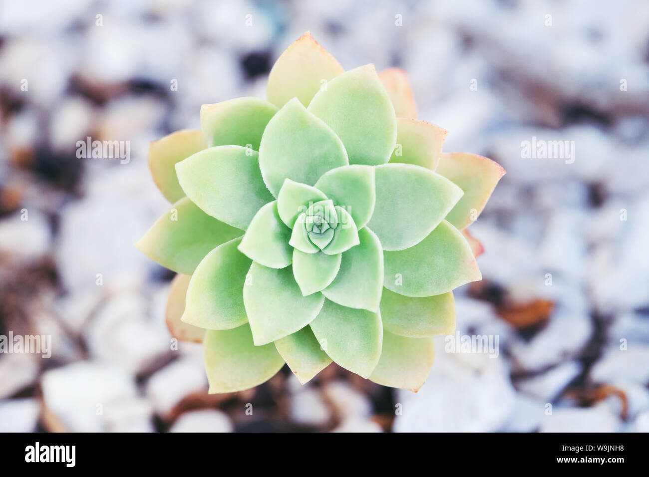 Evergreen rosetta succulenti vista dall'alto. Impianto alla moda. Foto Stock