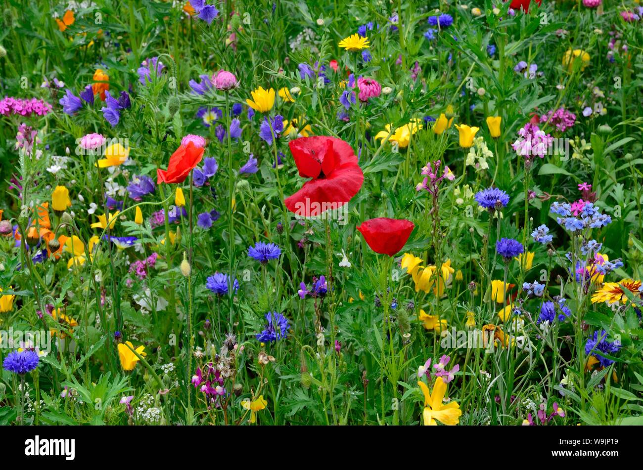 Annuale fiore piantate prato Foto Stock