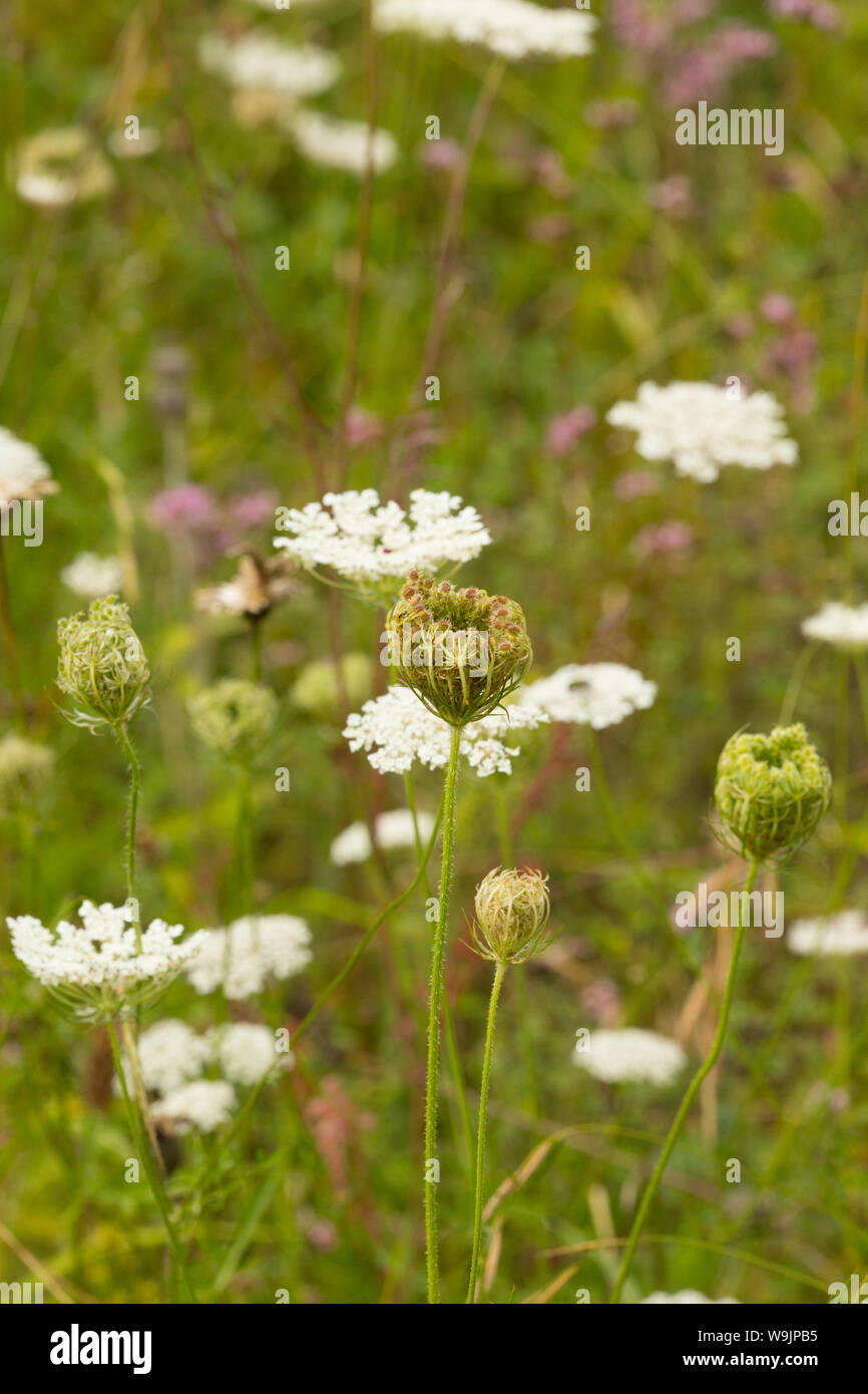 Wild carota, Daucus carota, fiori e sviluppo di teste di seme che cresce su una banca accanto a un vicolo del paese nel mese di agosto. Il Dorset England Regno Unito GB Foto Stock