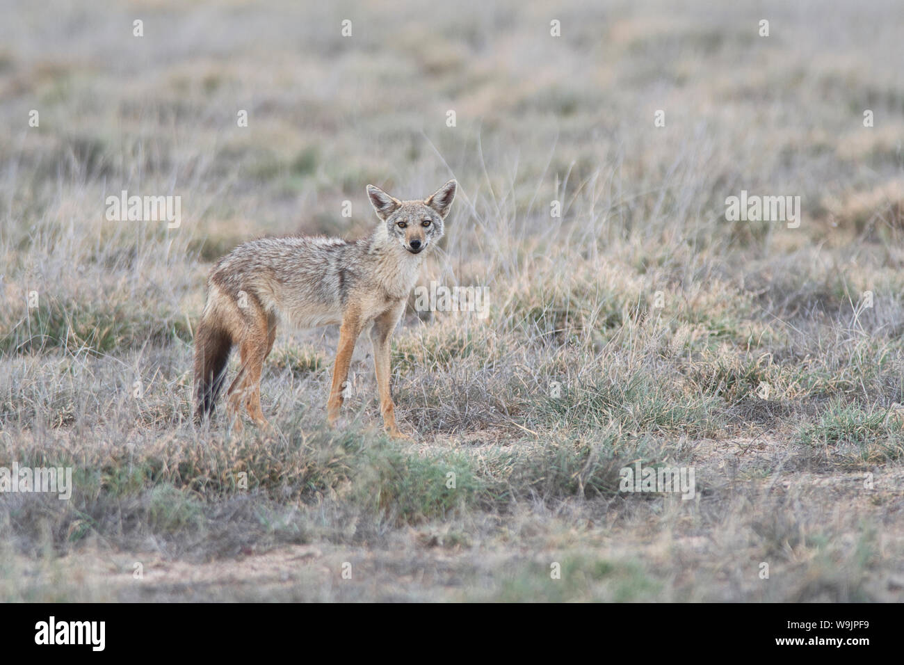 Comune o golden jackal (Canis aureus) Foto Stock