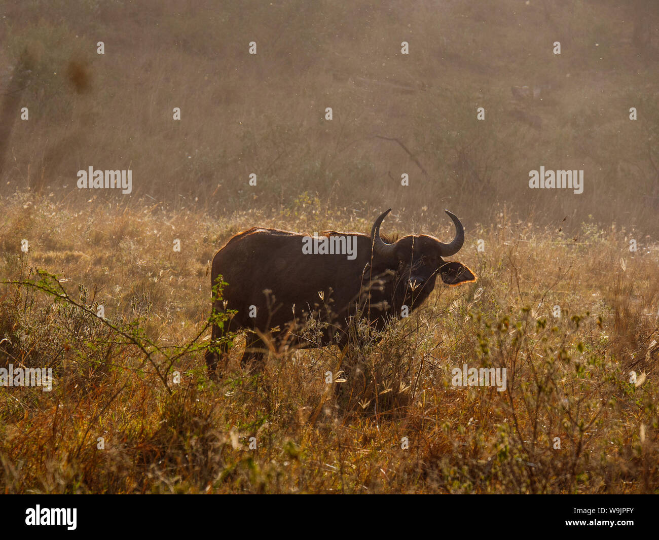 Bufalo africano nel Masai Mara park, Kenya Foto Stock