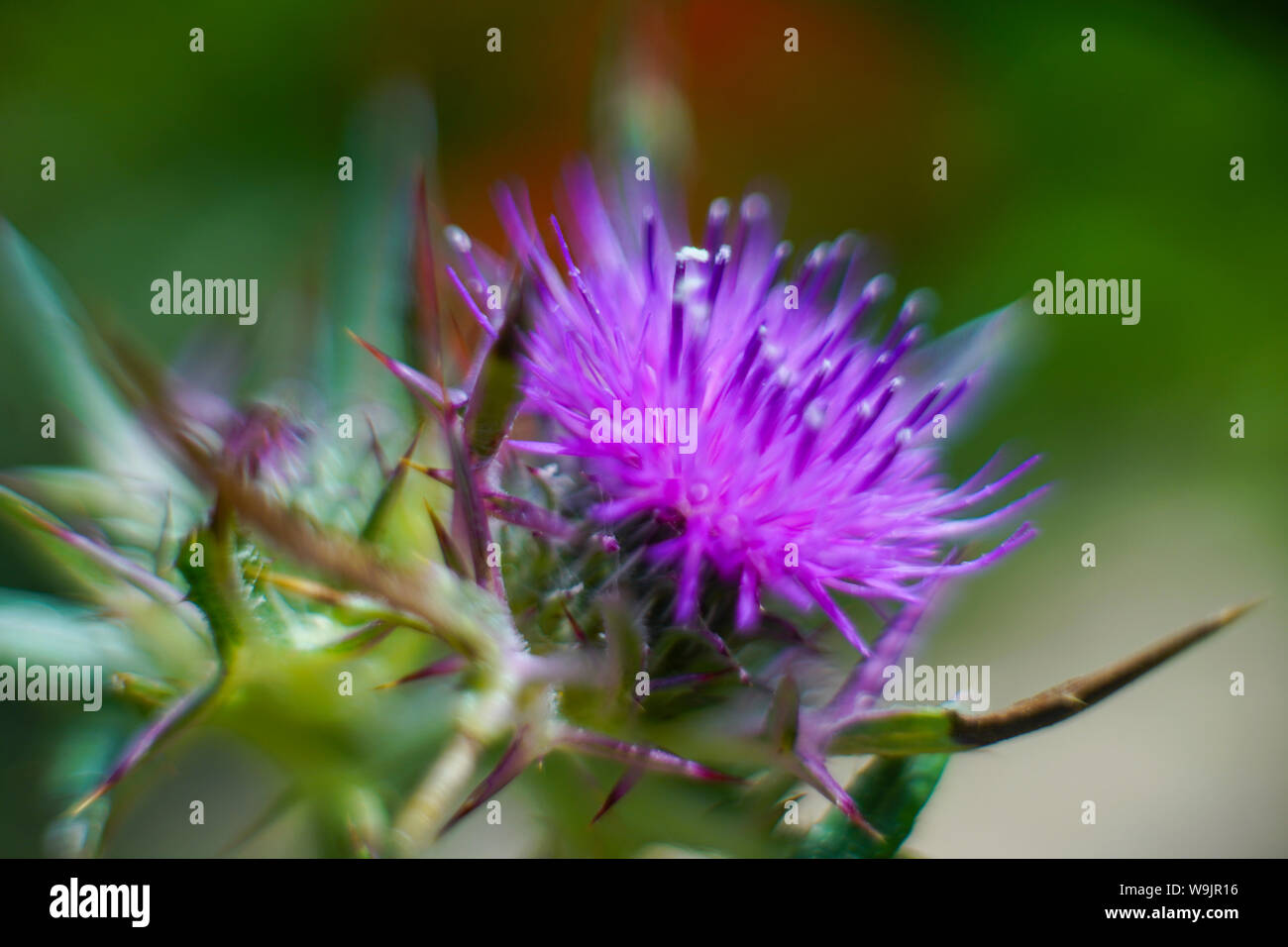 Fioritura viola cardo fotografati a Tel Apollonia, sulla costa mediterranea, Herzliya, Israele in primavera, aprile Foto Stock