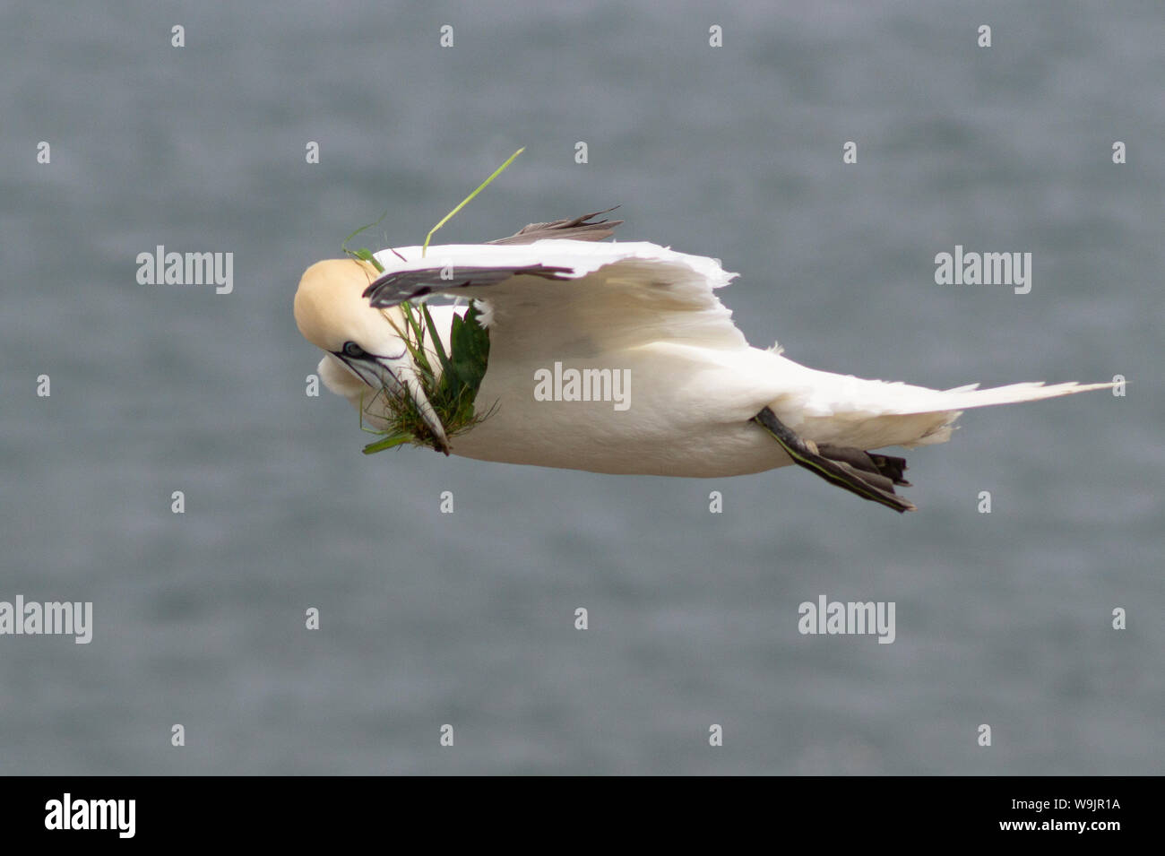 Un Gannett raccolta materiale di nidificazione a RSPB Bempton Cliffs Foto Stock