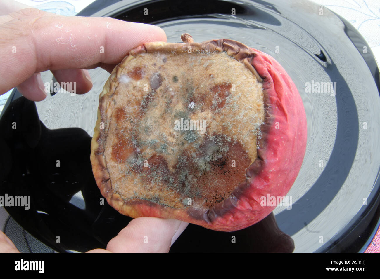 Apple ammuffito. Bad Apple. Bad frutta. Frutta marcia. Mela marcia. Foto Stock