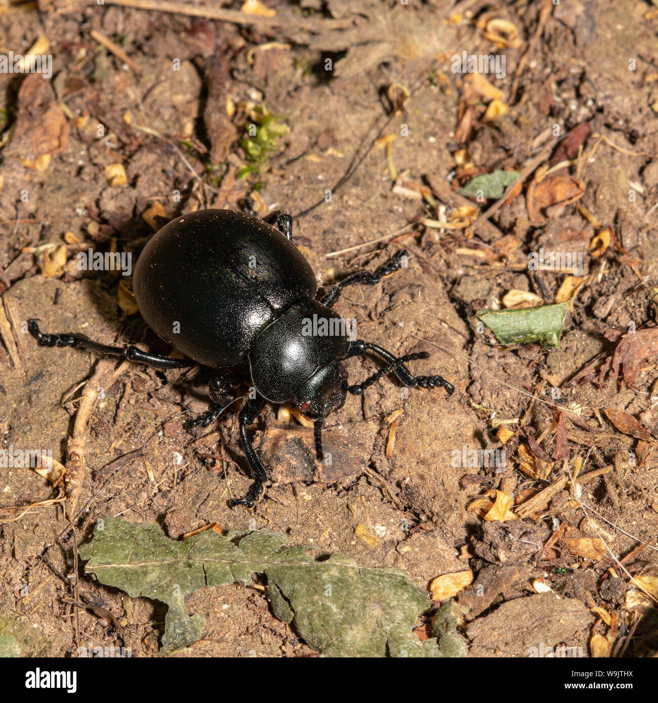 Grande naso sanguinante beetle camminando sul pavimento del bosco nel sud dell'Inghilterra. Foto Stock