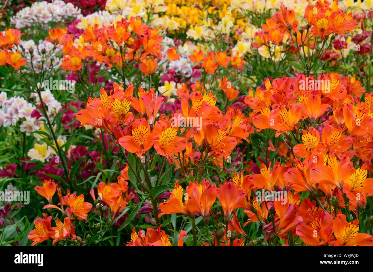 Colorato brillante miscela di fiori Alstromeira Foto Stock