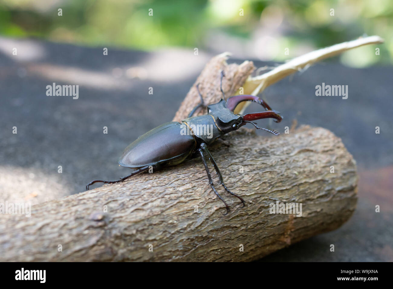 Beetle - un cervo striscia su un bastone di legno. Beetle con corna. Foto Stock