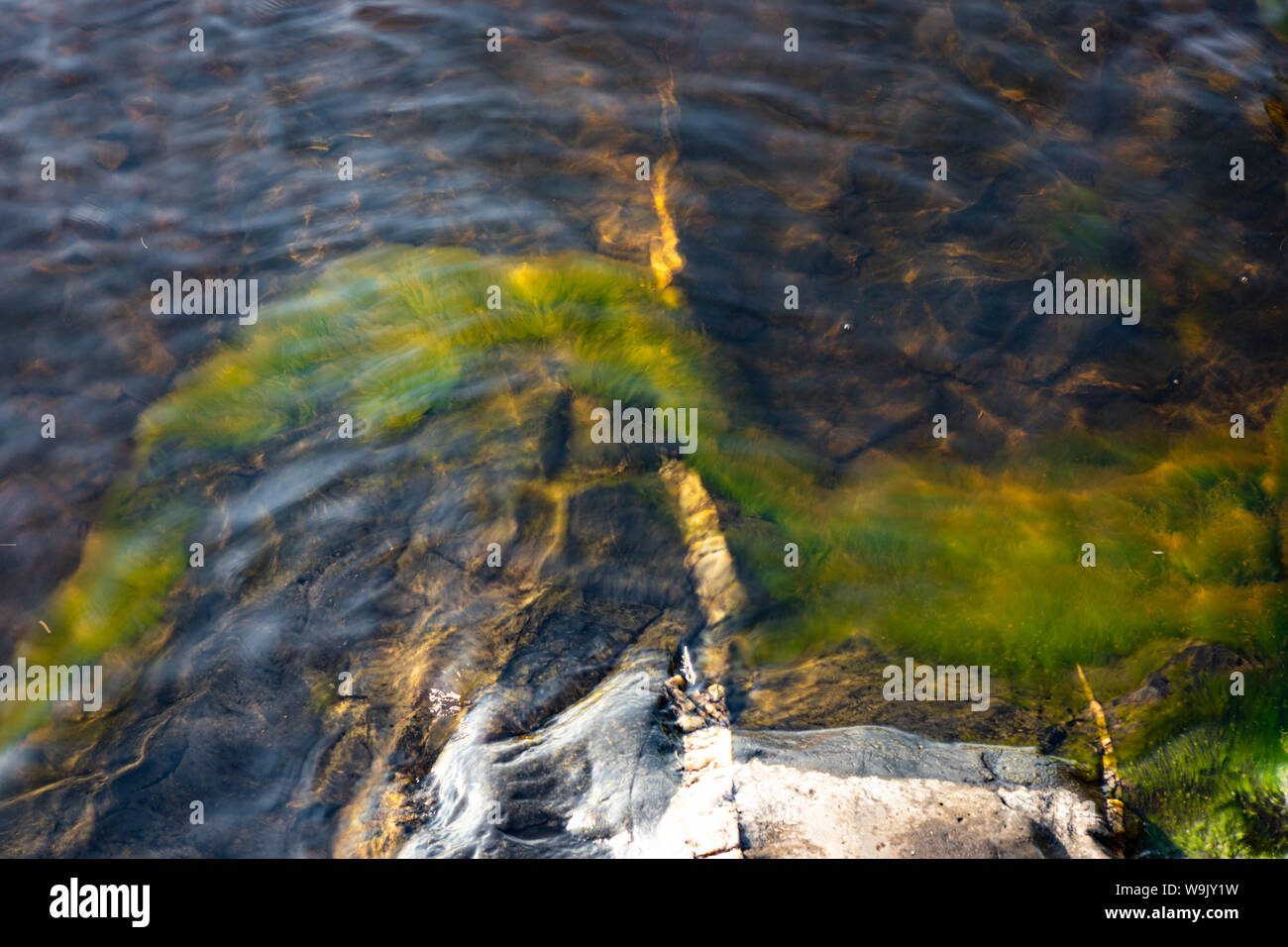Erba verde di crescita della pianta su subacquea bedrock Foto Stock