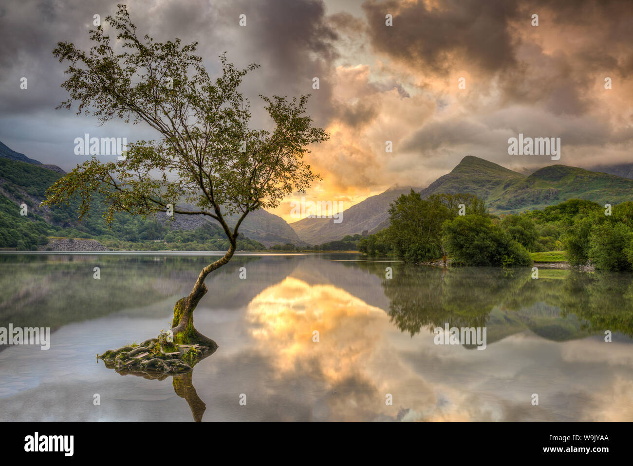 Il lone tree si trova a llyn padarn, llanberis, parco nazionale di Snowdonia, presa per il sorgere del sole in agosto 2019 che rendono bella wall art immagine Foto Stock