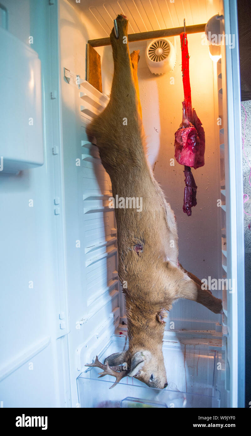 Capriolo in dispensa Foto Stock