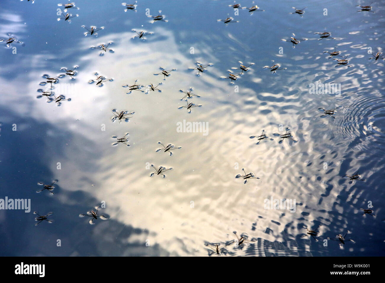 Gerris lacustris ou araignées d'eau en Chasse sur piano delle Nazioni Unite d'eau. / Gerris lacustris o acqua ragni caccia su un corpo di acqua. Foto Stock