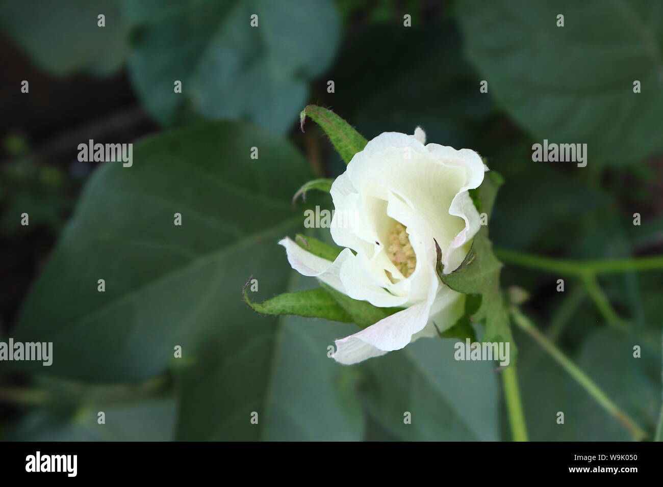 Freschi di cotone bianco fiore appena iniziando ad aprire crescere organicamente nella serra Foto Stock