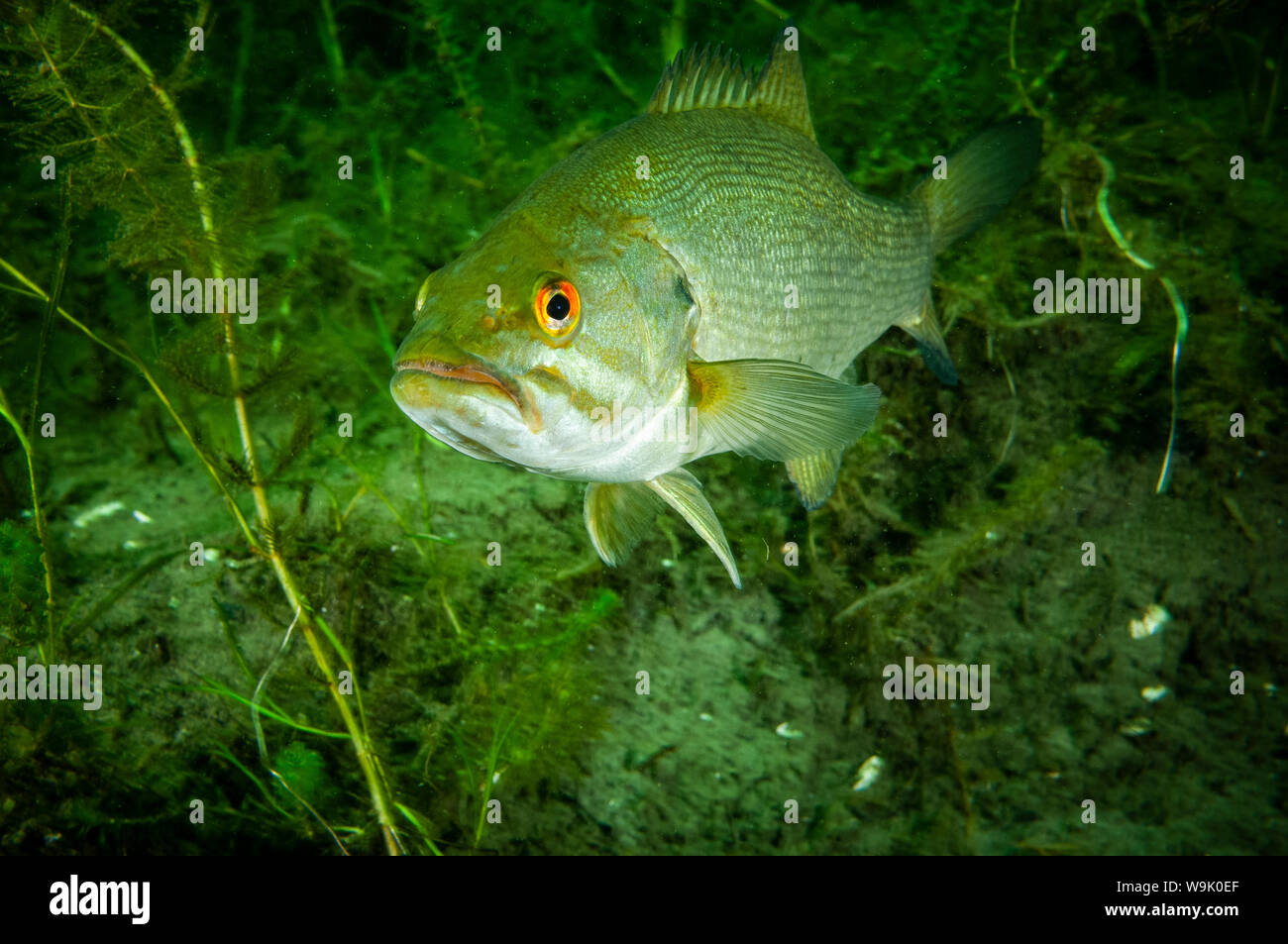 Smallmouth sott'acqua nel fiume San Lorenzo Foto Stock