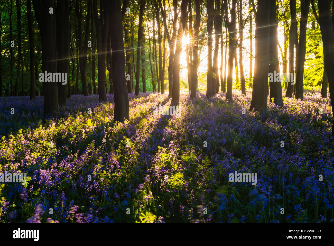 In Bluebells Bluebell boschi in primavera, Badbury ammassarsi a Badbury Hill, Oxford, Oxfordshire, England, Regno Unito, Europa Foto Stock