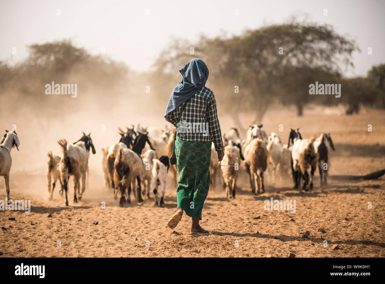 Capra herder a Bagan (pagano), Myanmar (Birmania), Asia Foto Stock