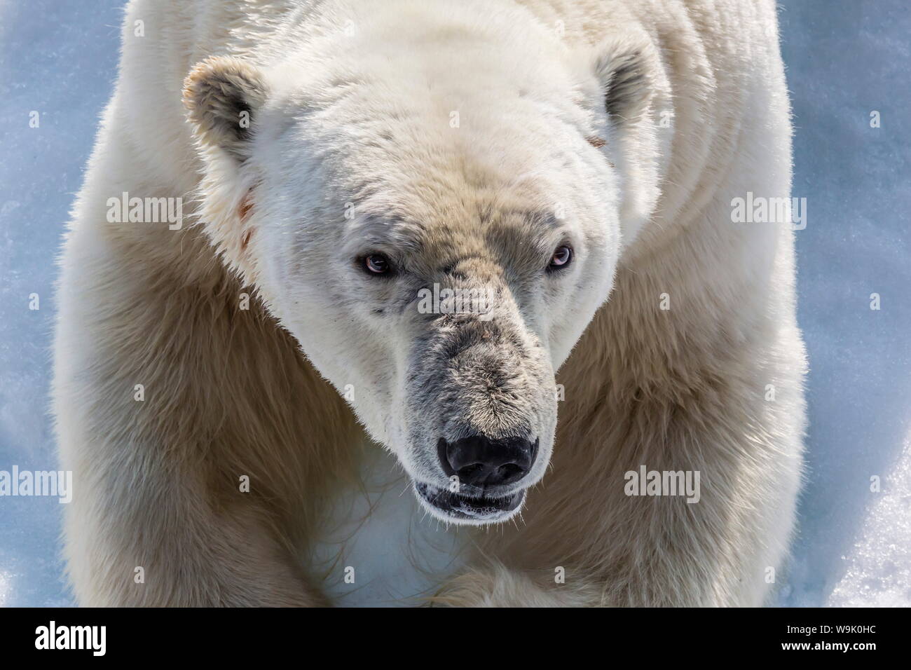 Adulto di orso polare (Ursus maritimus) in prossimità della testa di dettaglio, penisola di Cumberland, Isola Baffin, Nunavut, Canada, America del Nord Foto Stock