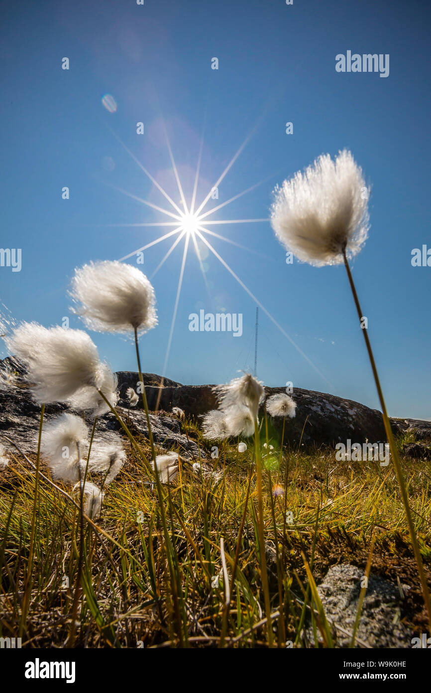 Artico erba di cotone (Eriophorum scheuchzeri) fioritura in Sisimiut, Groenlandia, regioni polari Foto Stock