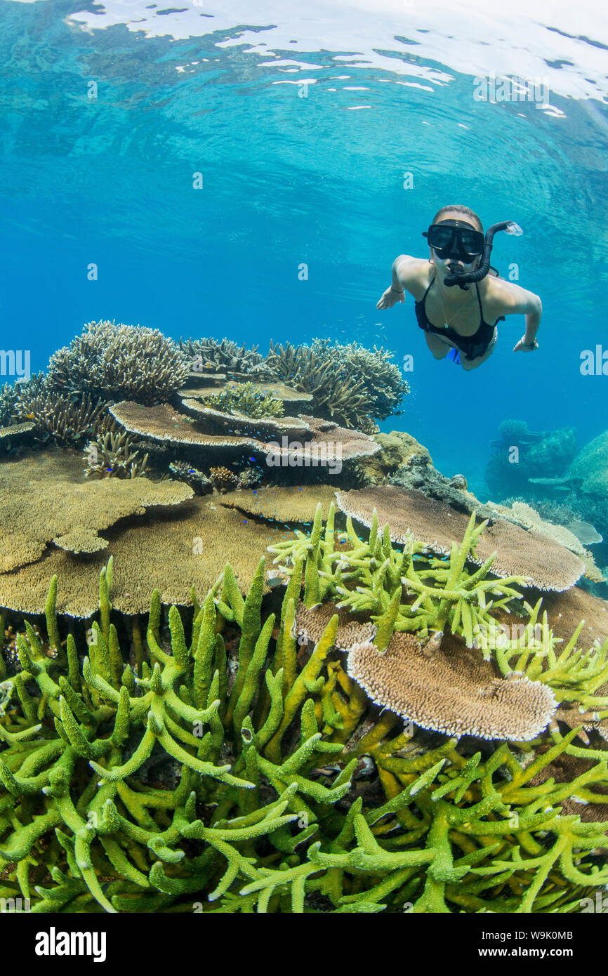 Snorkeler subacqueo a profusione di piastra rigida coralli a Pulau Setaih Isola Arcipelago Natuna, Indonesia, Asia sud-orientale, Asia Foto Stock