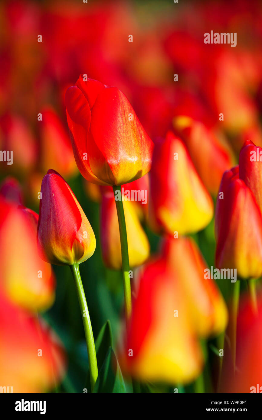 I tulipani, North Holland, Paesi Bassi, Europa Foto Stock