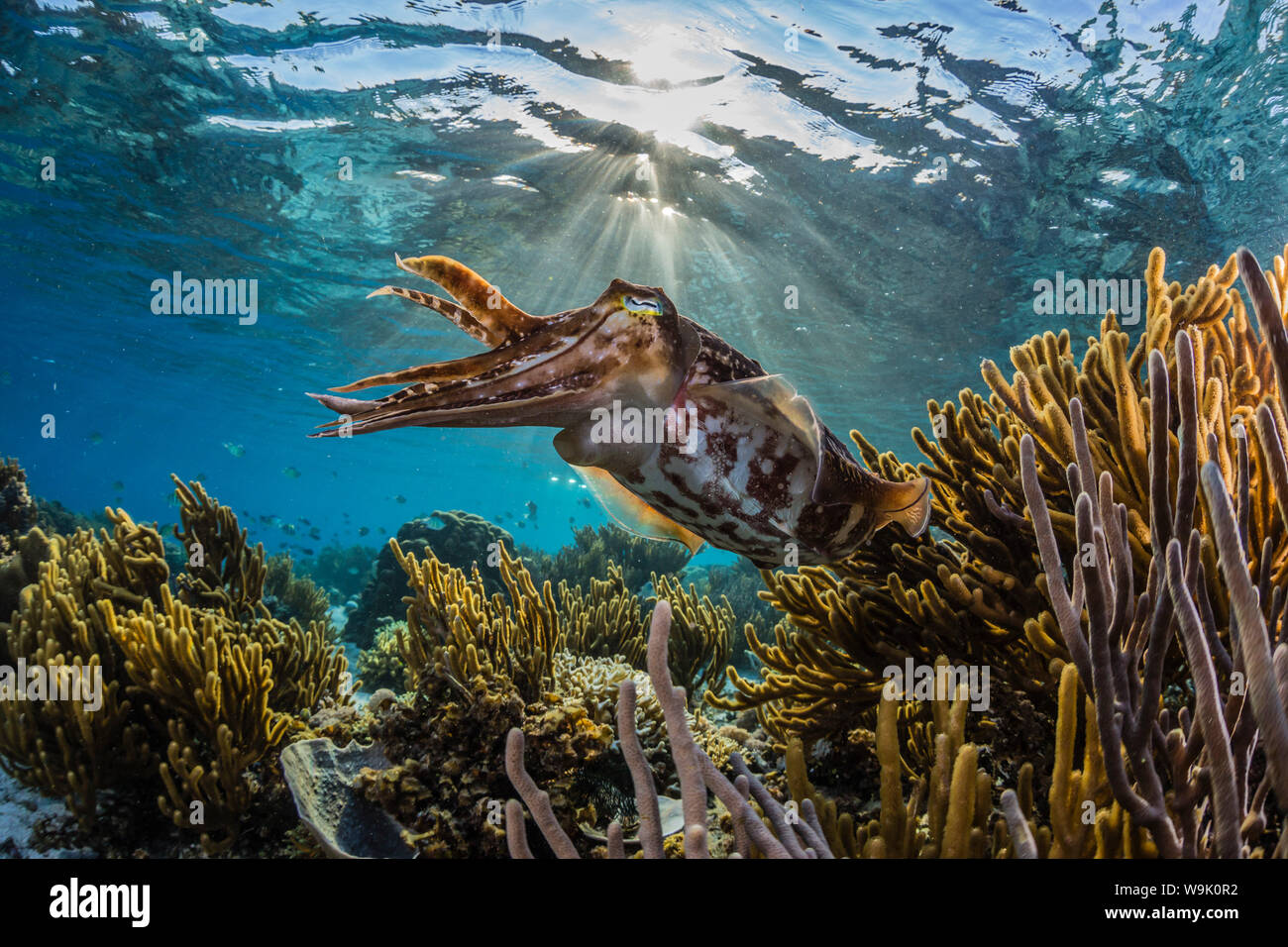 Adulto broadclub Seppie (Sepia latimanus) sulla barriera corallina di Sebayur isola mare Flores, Indonesia, Asia sud-orientale, Asia Foto Stock