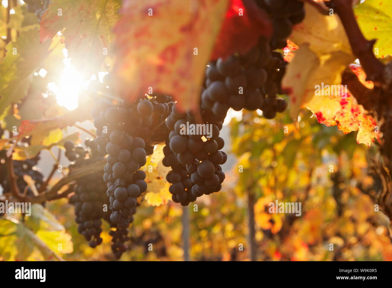 Vigneti con vino rosso uva in autunno al tramonto, Esslingen, Baden Wurttemberg, Germania, Europa Foto Stock