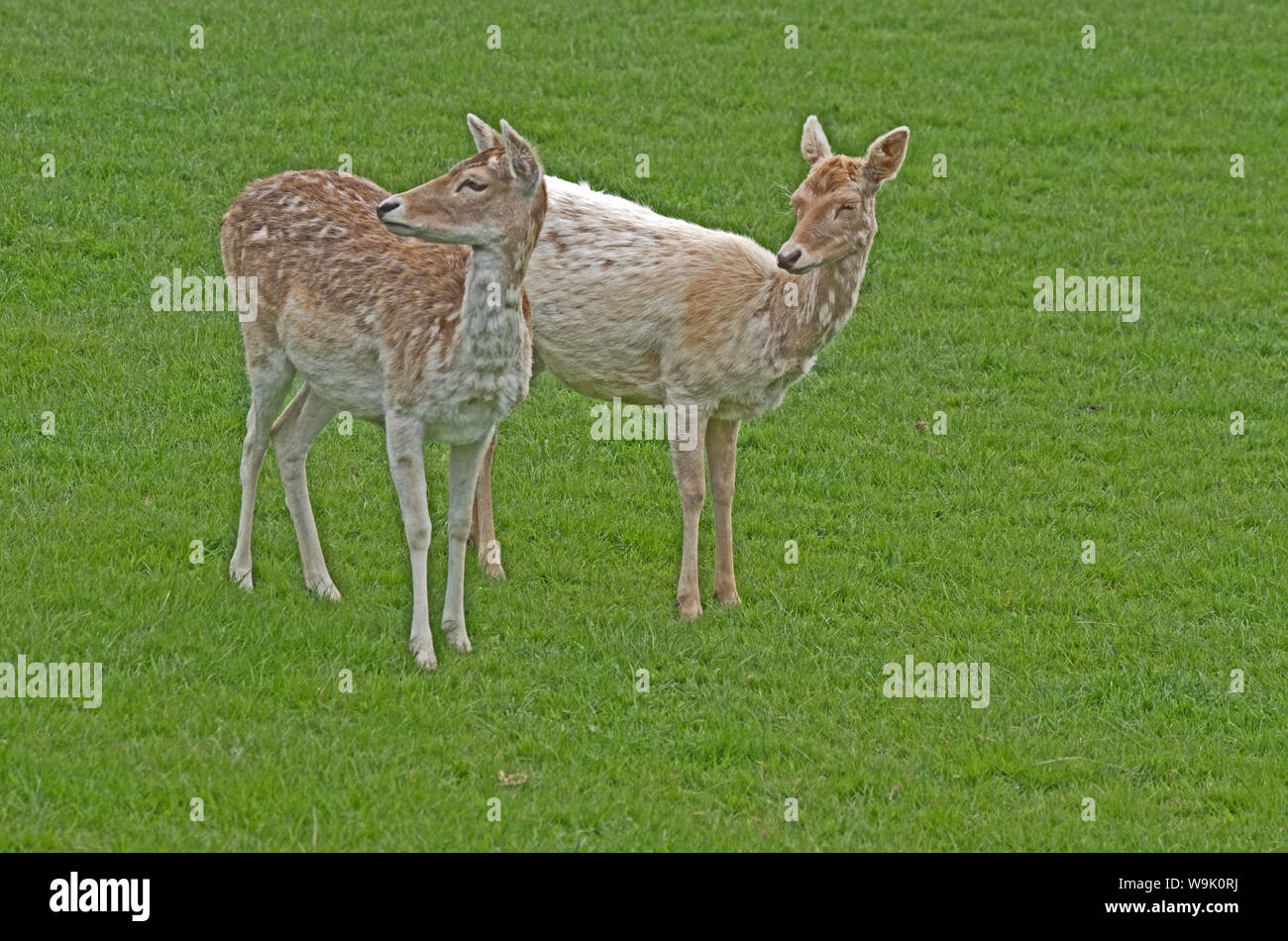 Daini Cervus dama captive Foto Stock