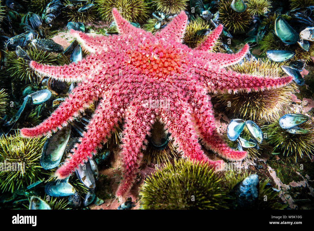 Spinosa Sun Star sott'acqua nel fiume San Lorenzo in Canada Foto Stock