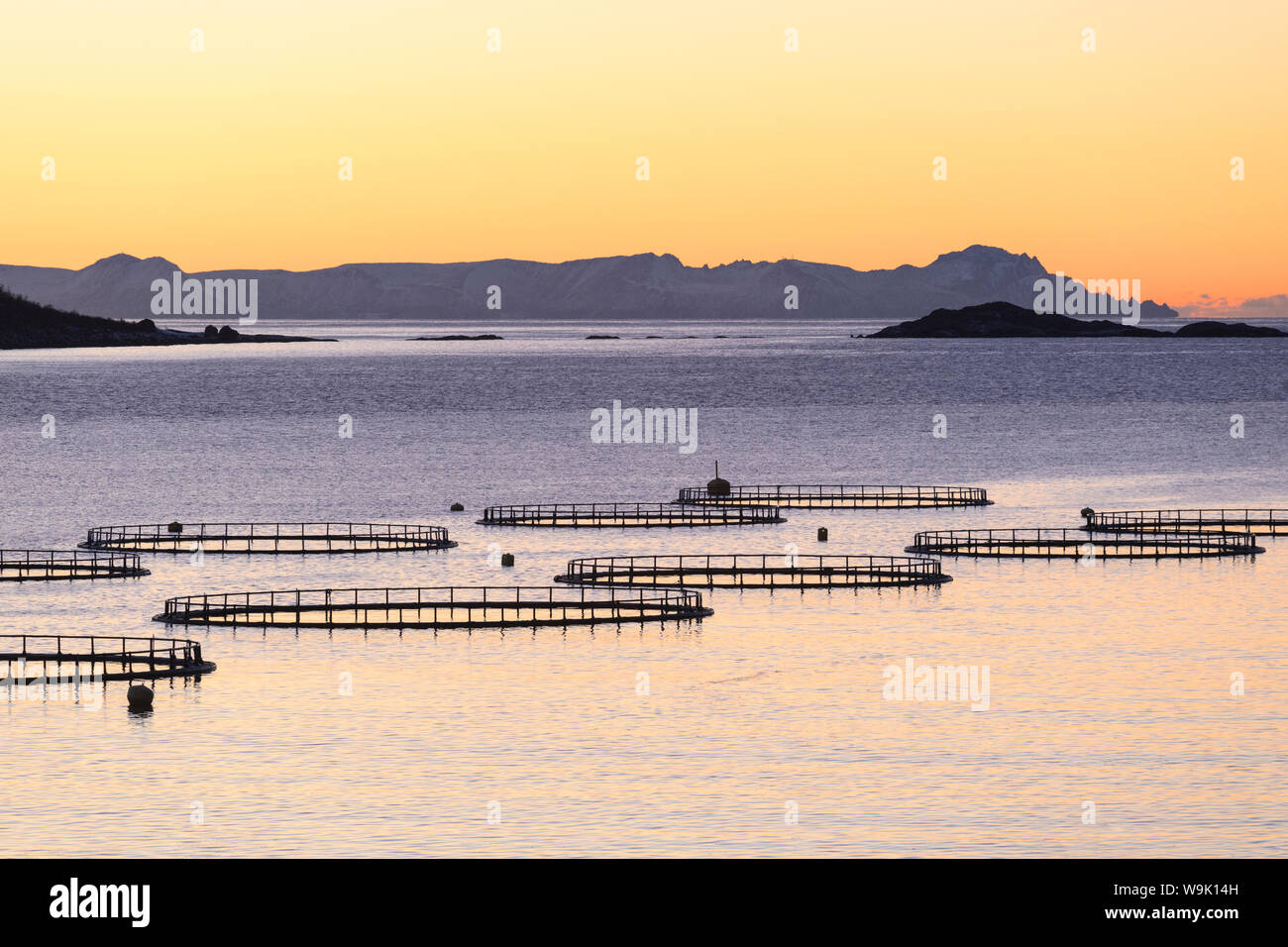 Tramonto illumina le vasche di pesci di merluzzo bianco e di salmone nel freddo mare di Torsken, Senja, Troms, Norvegia, Scandinavia, Europa Foto Stock