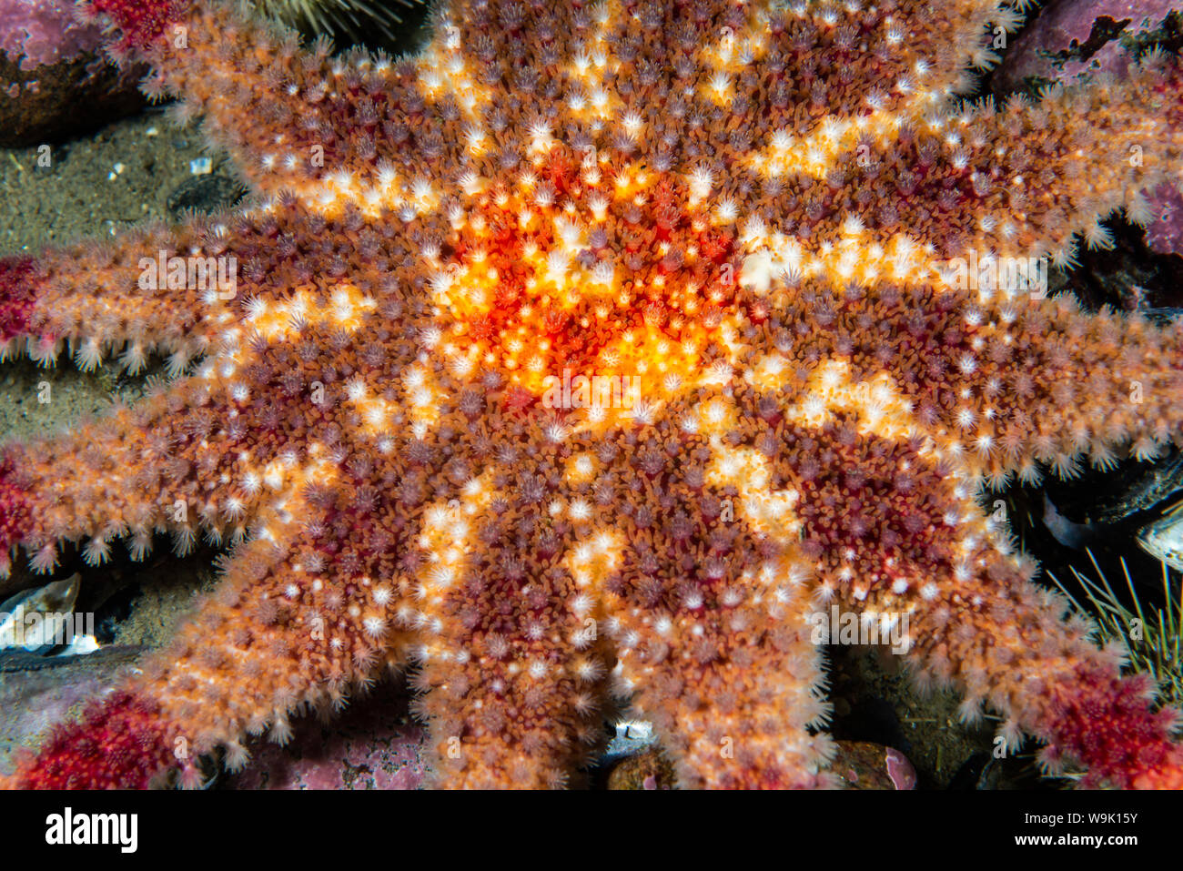 Spinosa Sun Star sott'acqua nel fiume San Lorenzo in Canada Foto Stock