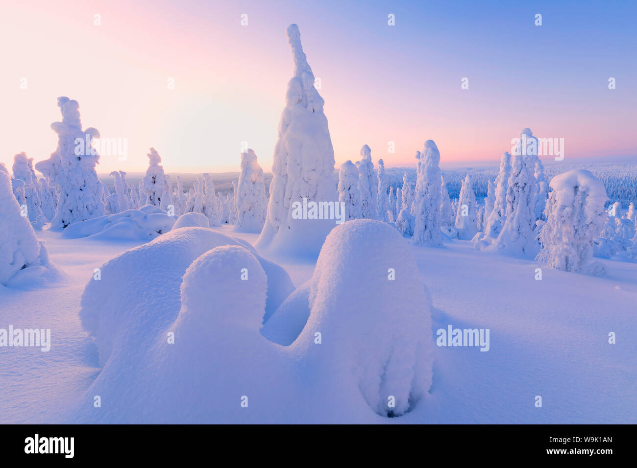 Sunrise su alberi congelati, Riisitunturi National Park, Posio, Lapponia, Finlandia, Europa Foto Stock