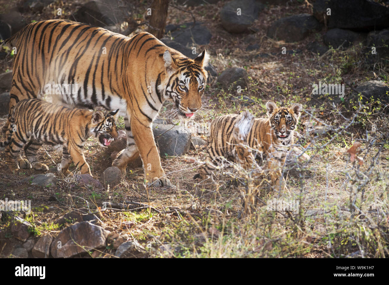 Tigre del Bengala (Panthera tigris tigris), Ranthambhore, Rajasthan, India, Asia Foto Stock