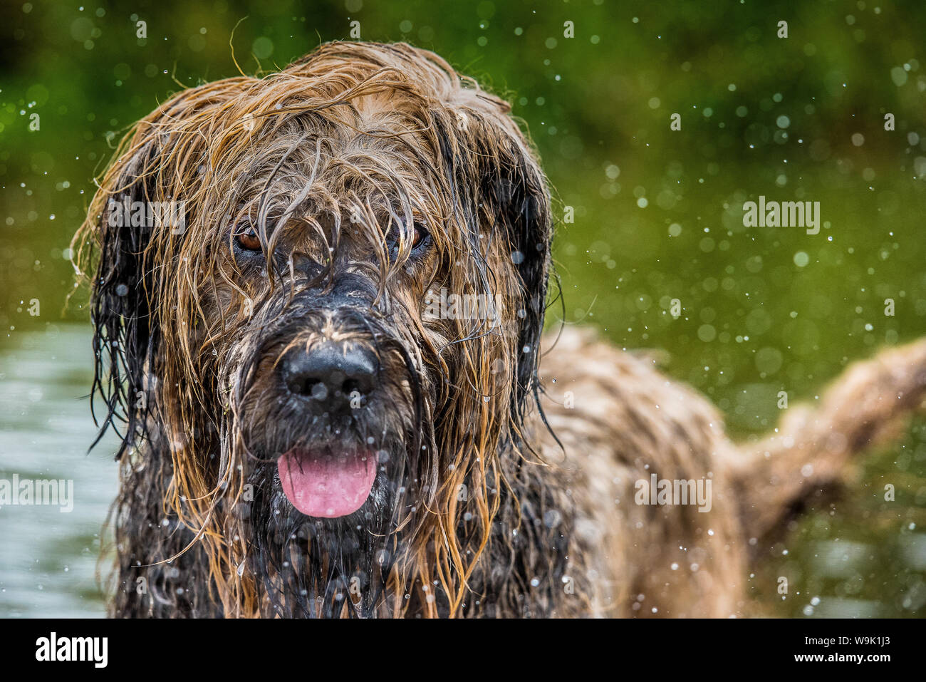 Briard in acqua, Regno Unito, Europa Foto Stock