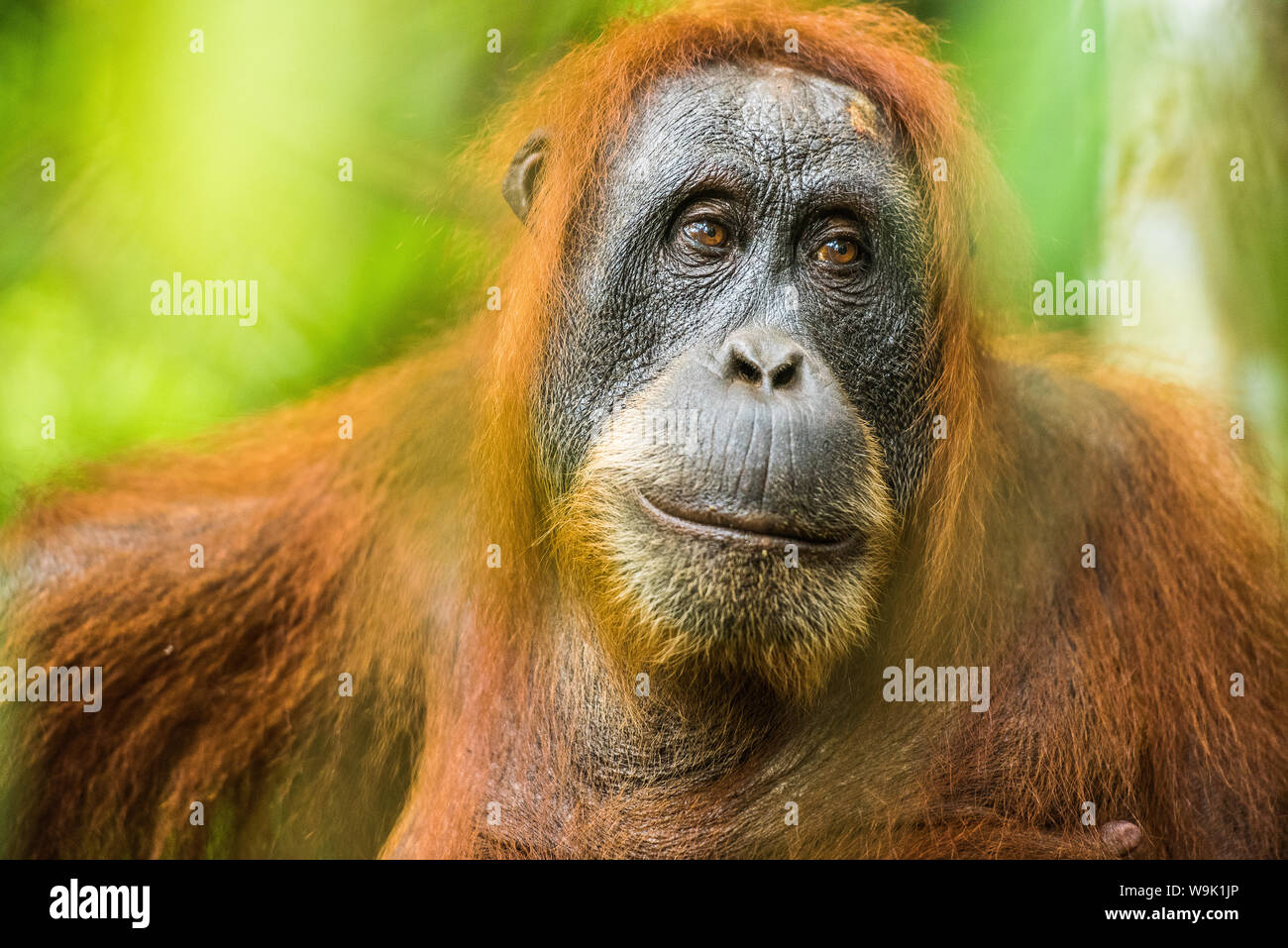 Femmina Sumatra Orangutan (Pongo abelii), Indonesia, sud-est asiatico Foto Stock
