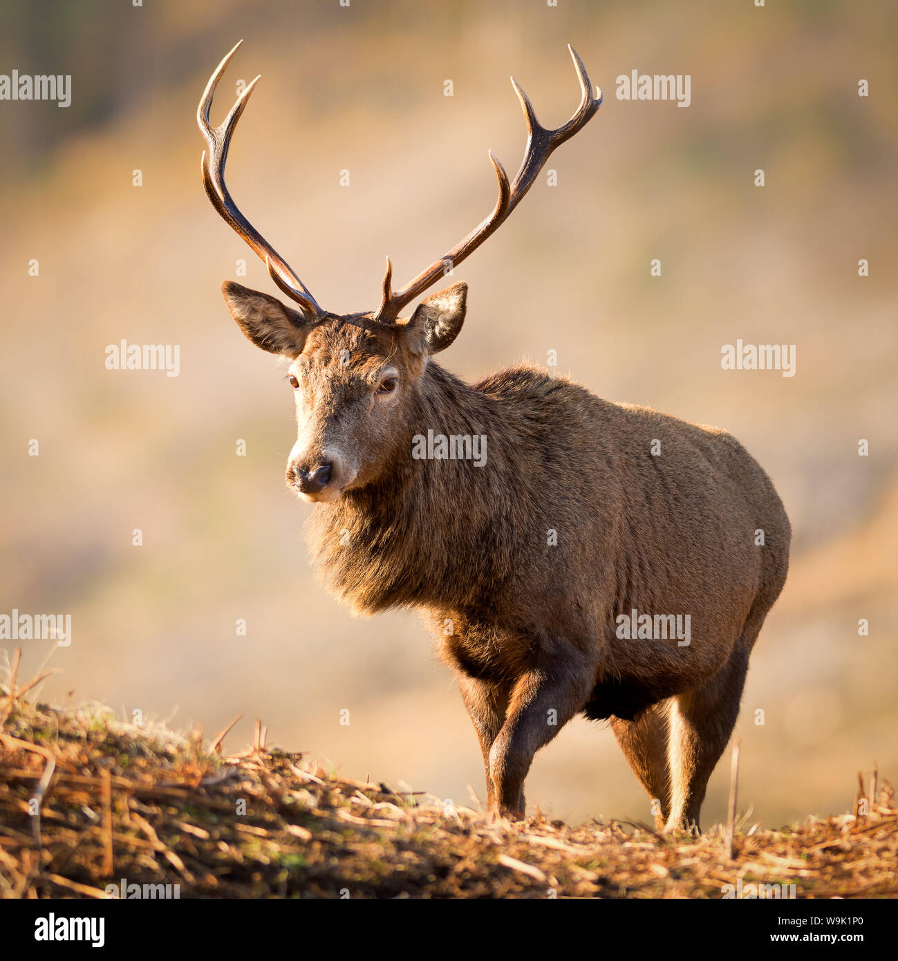 Red Deer stag, Glen Etive, Highlands, Scotland, Regno Unito, Europa Foto Stock
