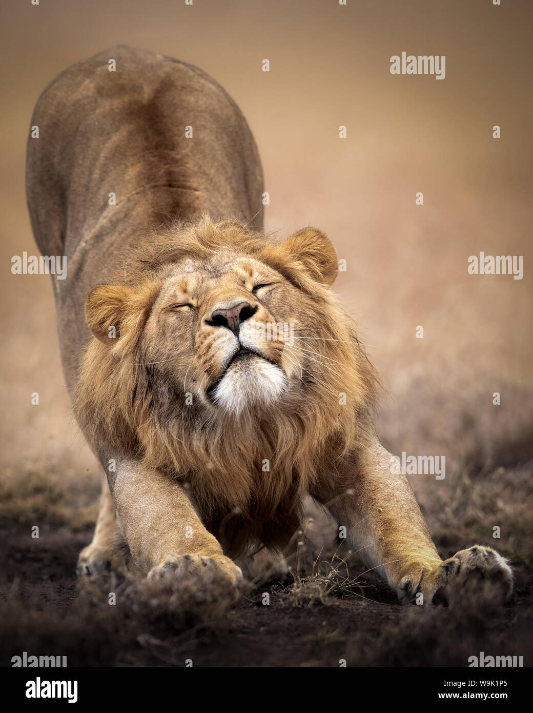 Maschio di Sleepy lion stiramenti nel Masai Mara, Kenya, Africa orientale, Africa Foto Stock