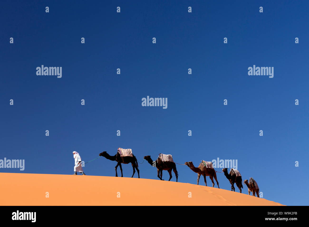 Berber l uomo alla guida di un treno di cammelli oltre le dune di sabbia arancione dell'Erg Chebbi mare di sabbia, Sahara Deserto vicino a Merzouga, Marocco, Africa Settentrionale, Africa Foto Stock