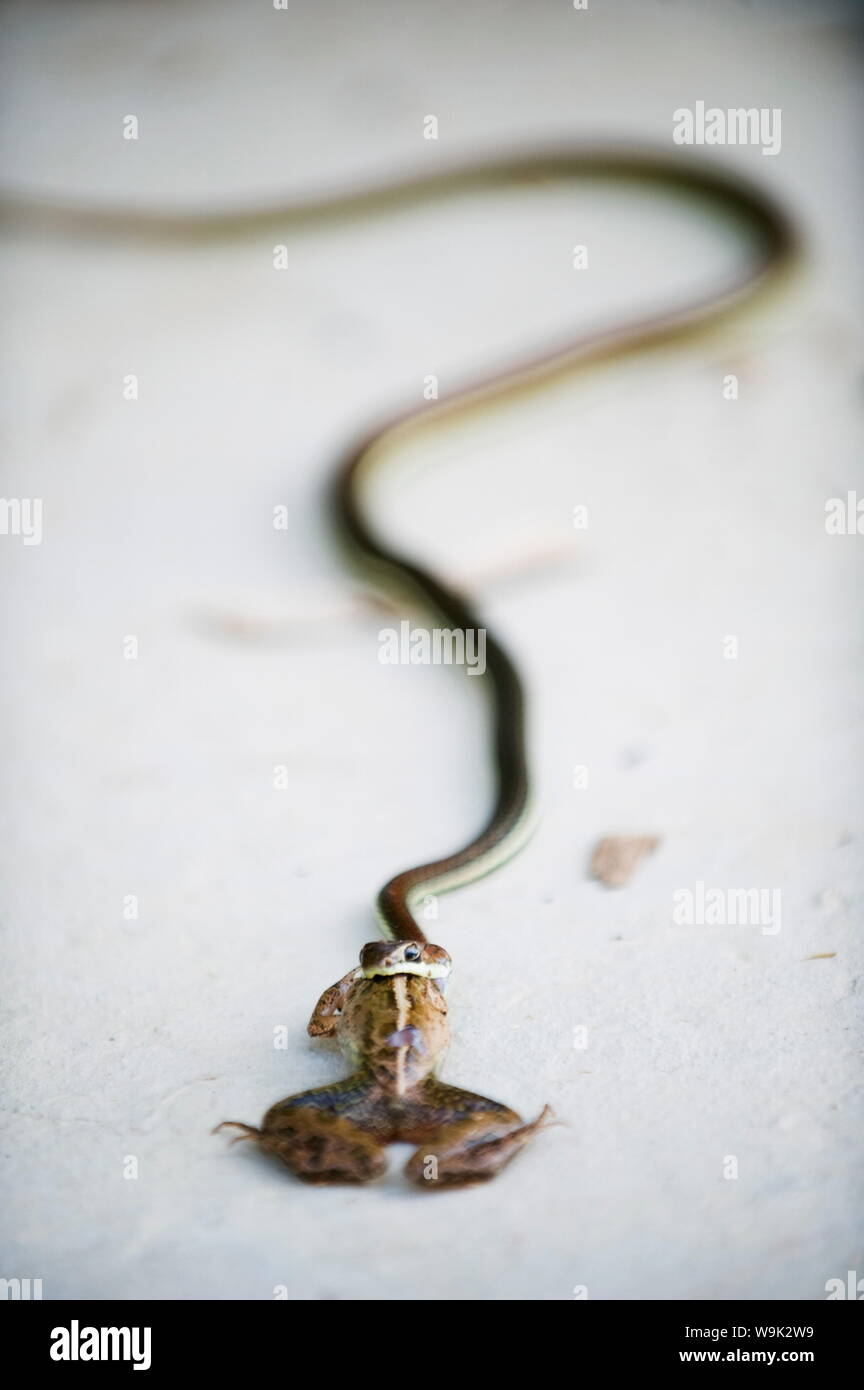 Serpente Mangiare una rana, Sungai fiume Kinabatangan, Sabah Borneo, Malaysia, Asia sud-orientale, Asia Foto Stock