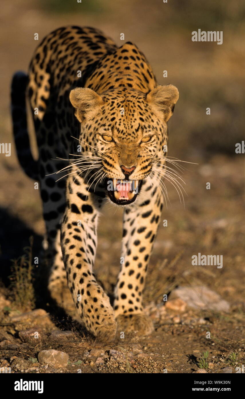 Leopard (Panthera pardus), Duesternbrook riserva privata, a Windhoek, Namibia Foto Stock