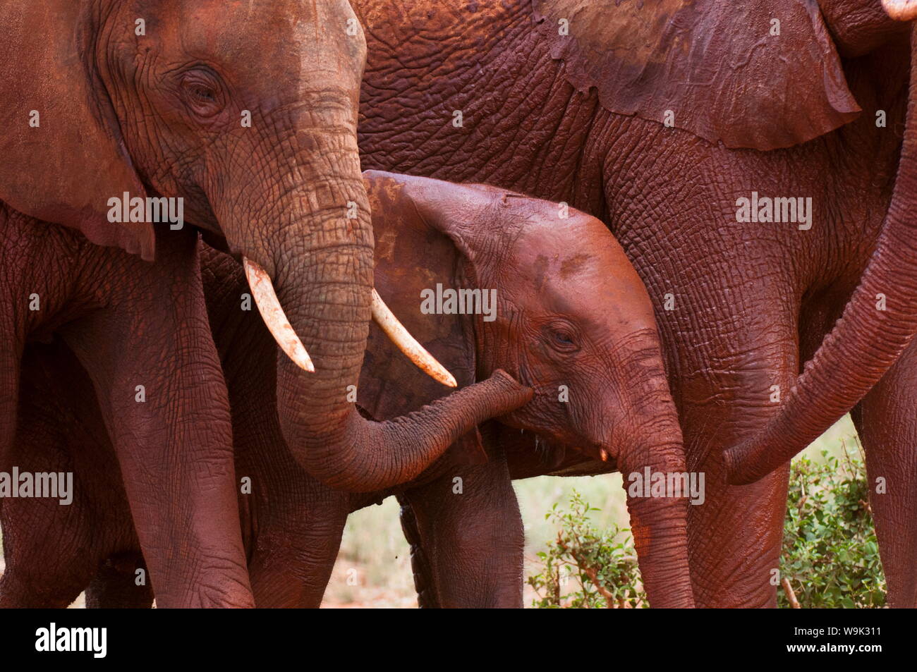Vitello di elefante africano (Loxodonta africana), parco nazionale orientale di Tsavo, Kenya, Africa orientale, Africa Foto Stock