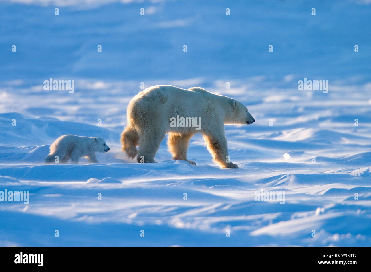 Orso polare con un cub (Ursus maritimus), Churchill, Manitoba, Canada Foto Stock