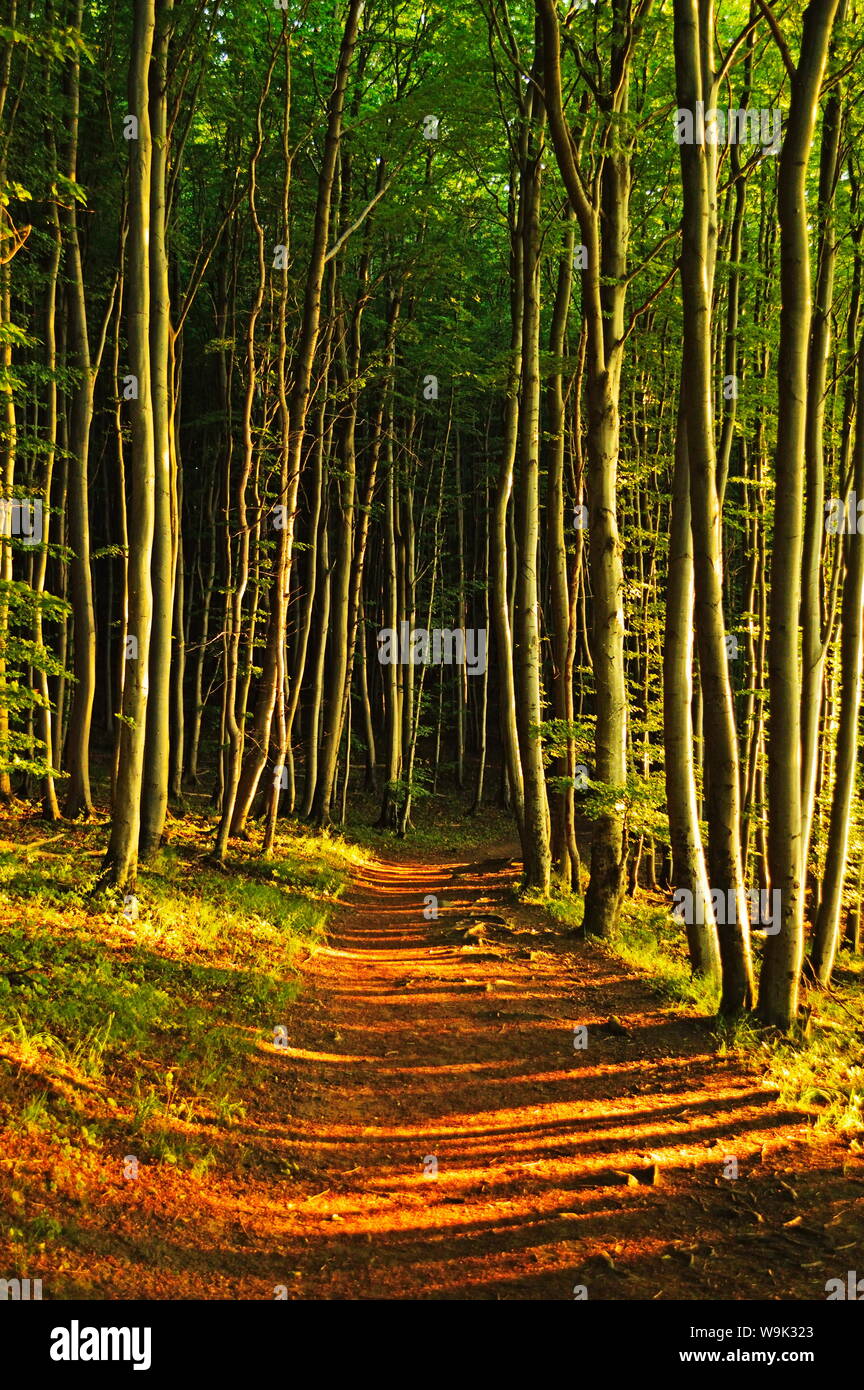Foresta di faggio, Jasmund National Park, Ruegen Isola, Meclenburgo-Pomerania Occidentale, Germania, Europa Foto Stock